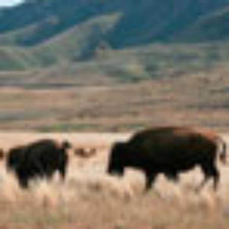 Popeyes Louisiana Kitchen